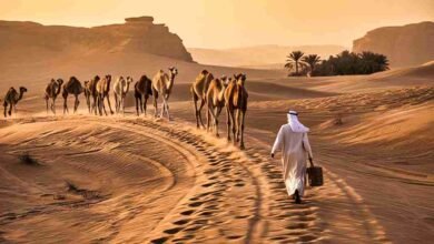 Camel caravan traveling along an ancient trade route in the Saudi Arabian desert at sunset