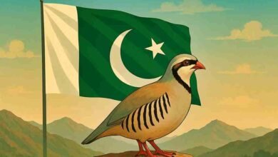 Chukar Partridge standing on rocky mountains with Pakistan flag in the background