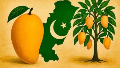 Illustration showing the relationship between Pakistan and mango, featuring a ripe mango, Pakistan map, and mango tree