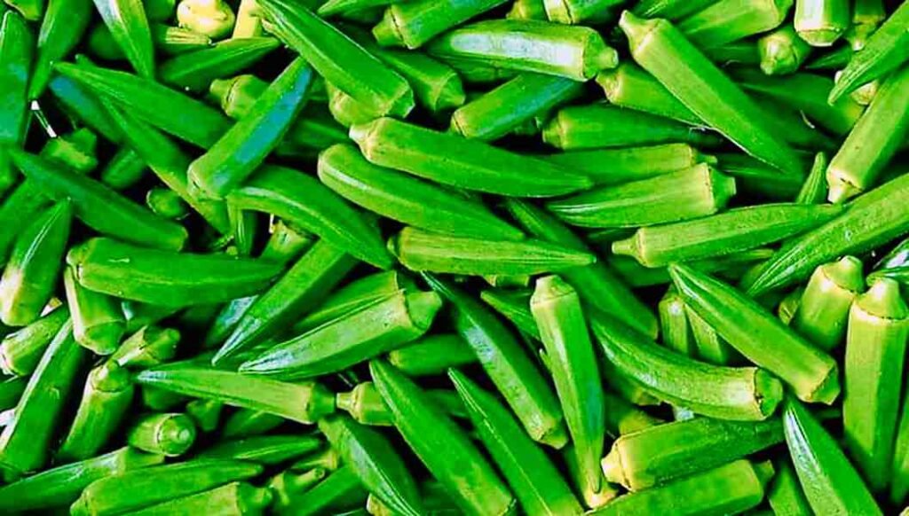 Okra Pakistani National pods