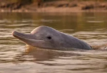 Indus River dolphin emerging from muddy water in the Indus River, Pakistan