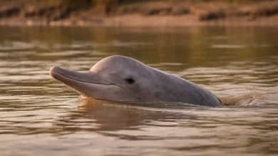 Indus River dolphin emerging from muddy water in the Indus River, Pakistan