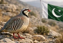 Chukar partridge (Pakistan’s national bird) standing on a rocky mountain hillside with the Pakistan flag in the background